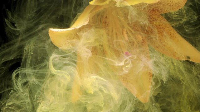 Intimate macro view of yellow lily petals gradually veiled by dense yellow green smoke, with translucent wisps curling inward and upward around stamen, inner petal texture, and soft studio shadows