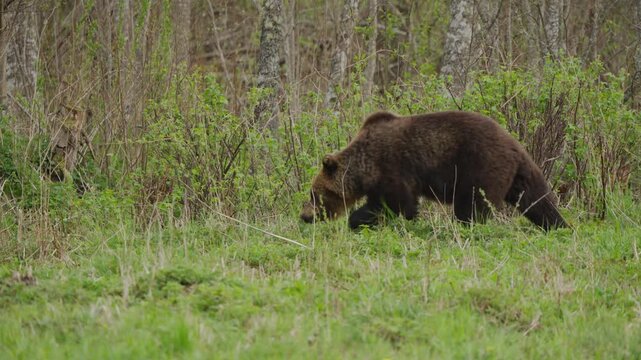 Eurasian brown bear crosses forest edge in slow motion, walking right to left past bushes and trees. Static side view shows purposeful stride in spring woodland habitat.