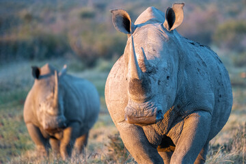 White rhino © PerErik