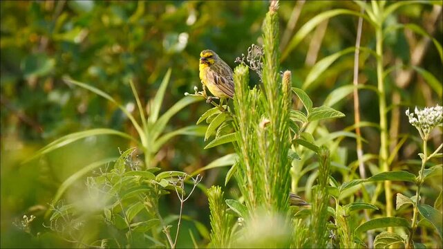 Cute yellow bird of Mauritius eating white seeds - serin du cap