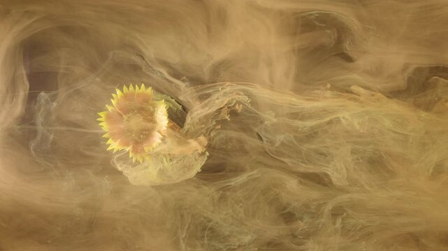 Close eye-level scene showing single sunflower near left side, wrapped by warm tan-beige smoke that keeps changing shape, flowing into soft ribbons, billows, and translucent layers with gentle
