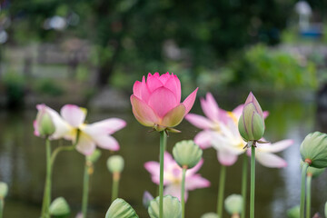 Obraz premium 開きかけのピンクの蓮の花