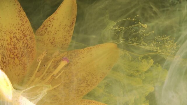 Macro studio motion of yellow speckled lily with pollen-coated stamens at left while translucent greenish-yellow smoke drifts across right side, forming delicate looping tendrils and soft abstract