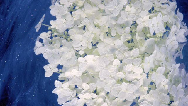 Large white hydrangea cluster set against deep blue textured background, with dense four-petaled florets, pale green stems, unopened buds, soft light, and gentle drifting movement, with hydrangea