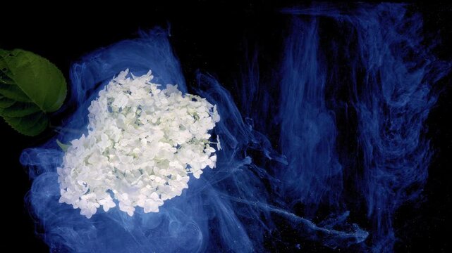 White hydrangea flower with broad green leaves rests in dark negative space while ultramarine ink plumes swirl, diffuse, and reveal translucent motion, creating elegant botanical contrast