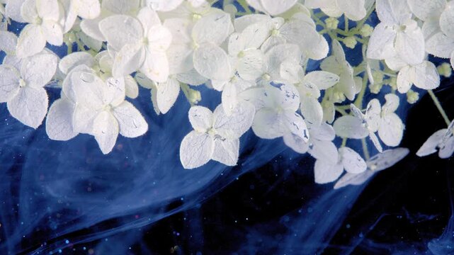 White hydrangea blossoms with pale green centers rest over deep blue inklike backdrop, showing layered petals, fine stems, water droplets, soft diffuse light, rich contrast, elegant botanical detail