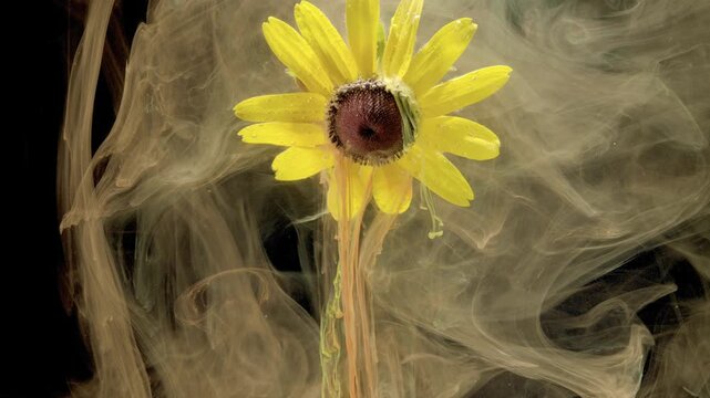 Single sunflower bloom facing forward against deep black background, surrounded by dense translucent smoke, curling plumes, descending liquid trails, scattered droplets, strong contrast, soft