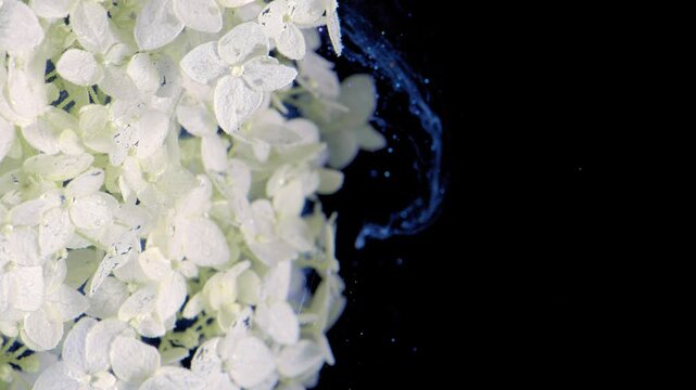 Macro closeup of pale hydrangea cluster at left being brushed by curved blue liquid plume and scattered droplets moving along petal edge, with fine veins, soft highlights, dark negative space and