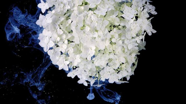 Close-up view of dense white hydrangea blooms on black background with cobalt blue ink plumes drifting nearby, glossy droplets, fine petal texture, subtle veins, and dramatic contrast