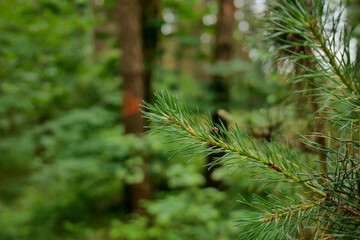 Close-up of a pine branch resting on the forest floor surrounded by green foliage and natural woodland textures. Peaceful forest scene with fresh pine needles and organic woodland details © Hanna