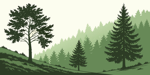 Evergreen forest valley with tall pine trees on white background, nature © Gf
