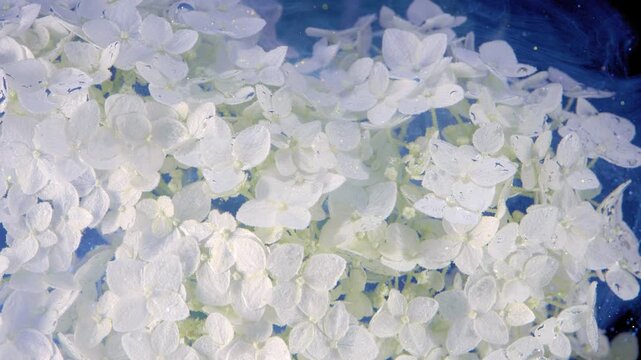 Dense white hydrangea cluster fills wide horizontal scene with visible dewdrops, pale green hints, layered petals, soft sparkle, and calm botanical movement against deep blue backdrop