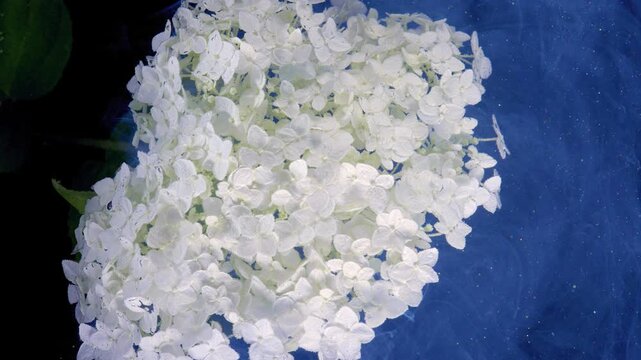 Frontal close view of large white hydrangea cluster on deep blue background, packed with tiny blossoms, visible water droplets, soft diffused light, clean elegant floral detail, with hydrangea