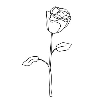 Minimalist line drawing of a rose with stem and leaves, elegant botanical illustration in continuous outline style for design