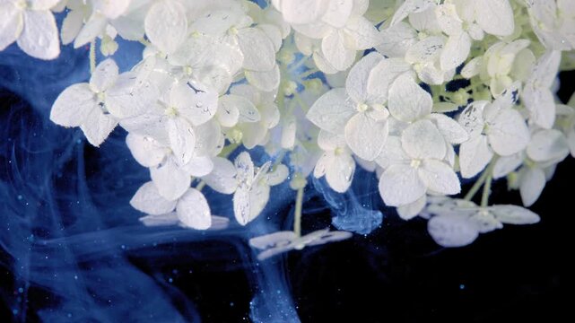 Close-up panoramic motion of white hydrangea blooms suspended above deep navy background where blue ink or smoke slowly diffuses downward