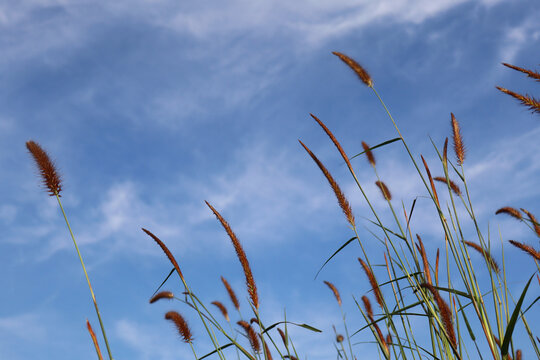 Beautiful wild cogon grass swaying against a blue sky with soft white clouds.