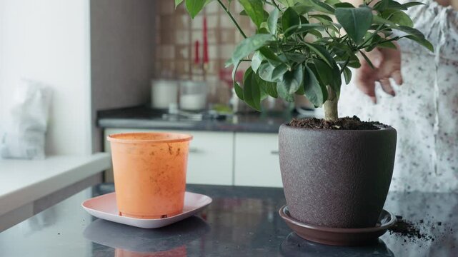 Young woman adding fresh soil into a new ceramic pot with houseplant