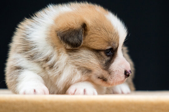 red and white Pembroke Welsh Corgi puppy