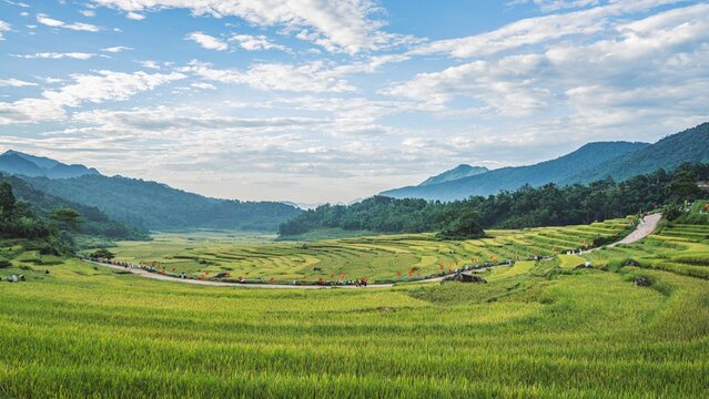 Panoramic view of a winding road through golden terraced rice fields, Pu Luong, Vietnam