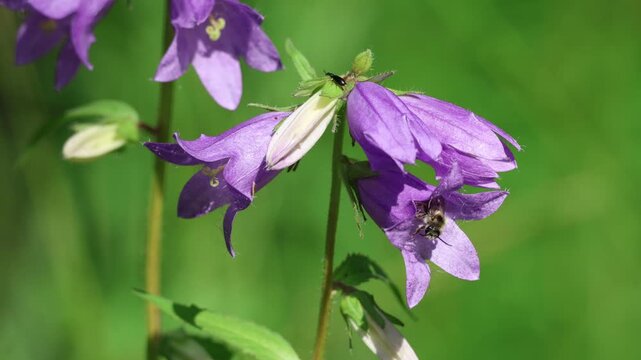 Flying insects around purple bellflower in summer meadow