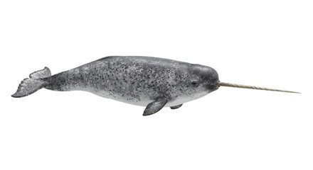 Majestic narwhal with its iconic spiral tusk swimming in the ocean © Sapphire