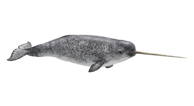Majestic narwhal with its iconic spiral tusk swimming in the ocean