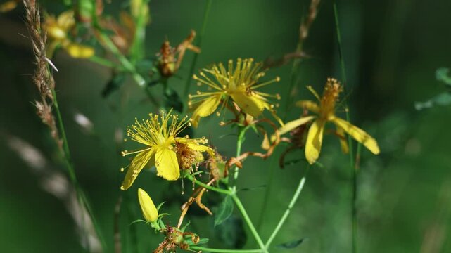 Bumblebee landing on yellow St John's wort flower in summer meadow