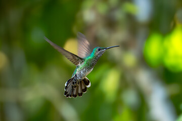 Obraz premium The image shows a hummingbird emerald sapphire (Chionomesa lactea).