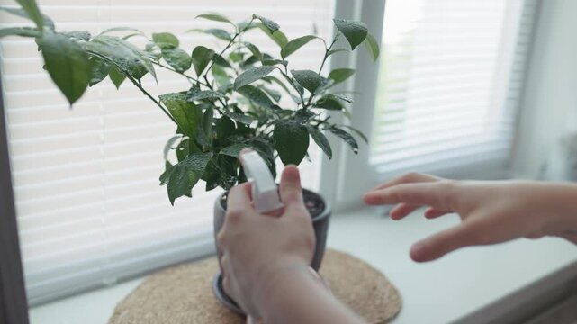 Female gardener moisturizing plant foliage with atomizer near the window, slow motion