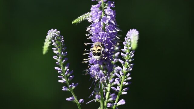 Eurasian bee beetle feeding on longleaf speedwell flower in summer meadow slow motion