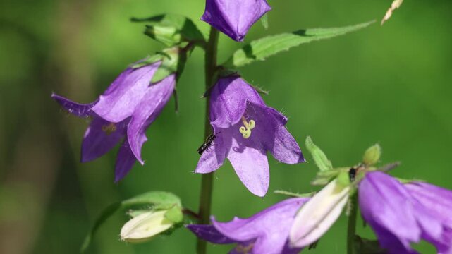 Purple bellflowers blooming in summer meadow close up
