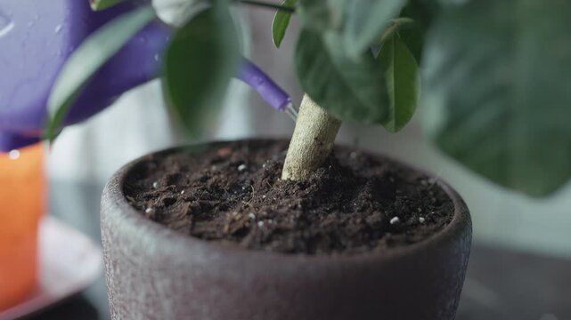 Close up of watering a newly repotted houseplant from a purple watering can, slow motion