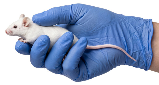 human hand in blue glove holding a white laboratory mouse (mus musculus) on transparent background