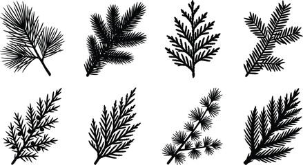 Set of black silhouettes featuring coniferous evergreen tree branches, pine needles, cedar, and fir foliage for design © Md