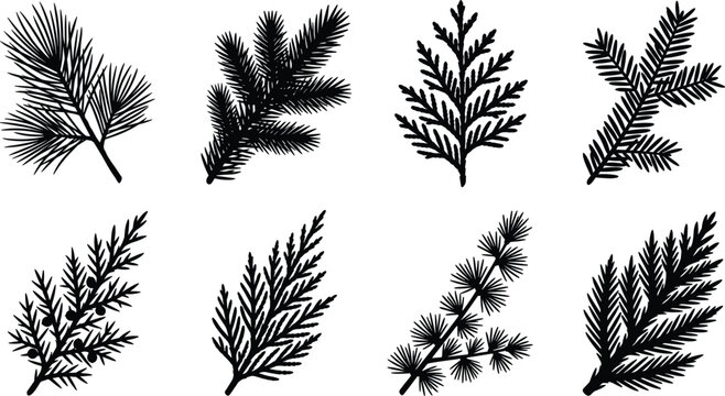 Set of black silhouettes featuring coniferous evergreen tree branches, pine needles, cedar, and fir foliage for design