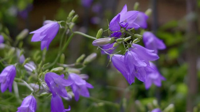 Rundbl&auml;ttrige Glockenblume (Campanula rotundifolia) in einem Garten