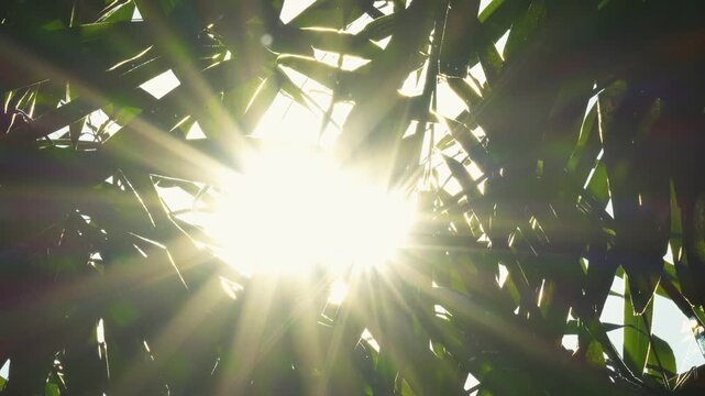 Cinematic sun flare through bamboo leaves with floating ash and dust particles. Atmospheric natural background for dramatic, mystical, or wellness video.