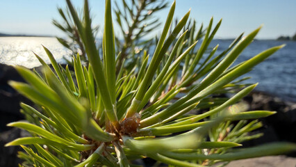 Fototapeta premium Bushy Pine Branch Against Saimaa Lake