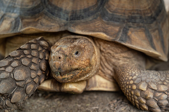 Sucata tortoise on the ground, closeup, animal
