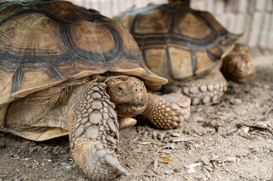 Sucata tortoise on the ground, closeup, animal
