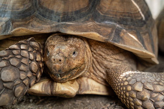 Sucata tortoise on the ground, closeup, animal
