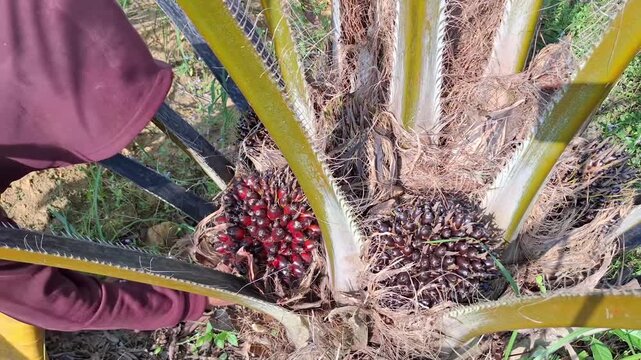 Close-up of an agricultural worker using a sharp iron chisel to prune the thorny green fronds of an oil palm tree to access the fruit bunch.