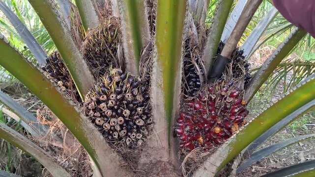 An agricultural worker thrusts a long steel chisel tool into the tree base to detach a ripe oil palm fruit bunch from the stalk.