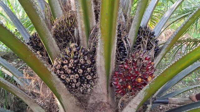 A clear view of multiple oil palm fruit bunches in different stages of maturity attached to a short palm tree trunk during harvest season.