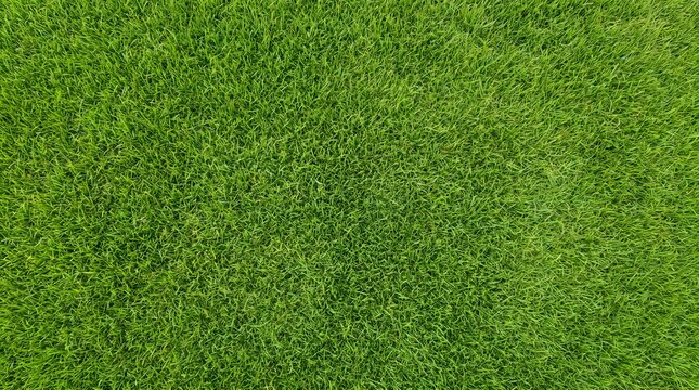Bright lime green grass texture close up lawn surface with background landscaping environment botanical wallpaper exterior freshness detailed