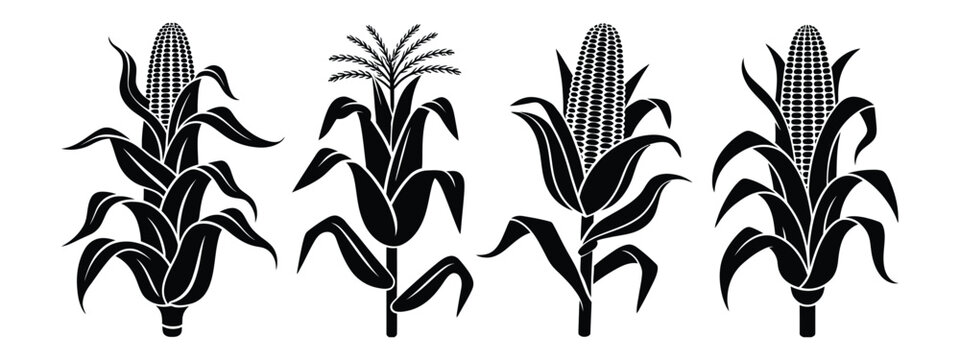 Corn stalk icons illustrating black silhouette maize plants with mature cobs in clean minimalist vector graphics for agriculture, harvest, botanical illustrations, food packaging, and rural design the