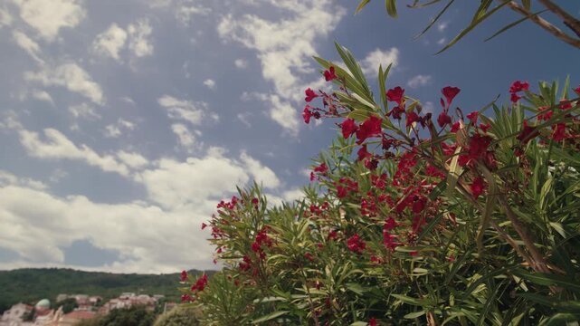 Red oleander flowers bloom against a blue sky with the hillside of Opatija Croatia visible in the background.