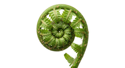 Close-up of a vibrant green fern frond unfurling in a perfect spiral shape © Sapphire