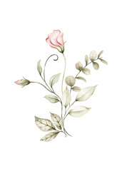 Fototapeta premium Watercolor elegant flower branch illustration element PNG, blush pink bud with eucalyptus greenery clipart, perfect for wedding invitations, cards, wall art
