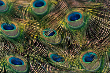 Peacock feather pattern, bright green - blue bird tail texture © artemstepanov